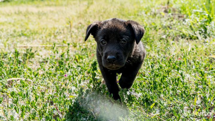 Щенята в дар