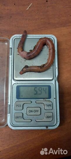 Черви для рыбалки (Дендробена венета)