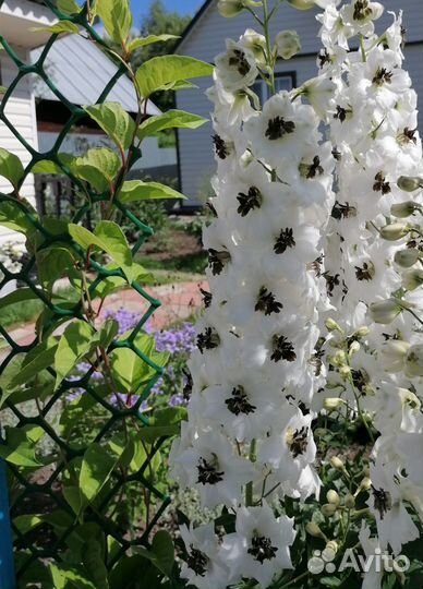 Растения для сада