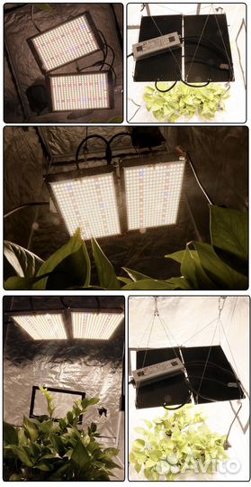 Quantum board 150 B Samsung Lm301h LED Light