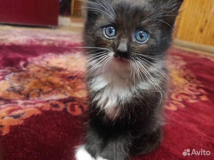 Котёнок в дар