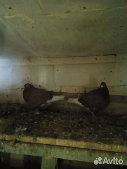 Голуби чехи