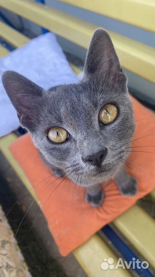 Котята в добрые руки британцы бонус