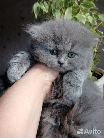 Британская длинношерстная