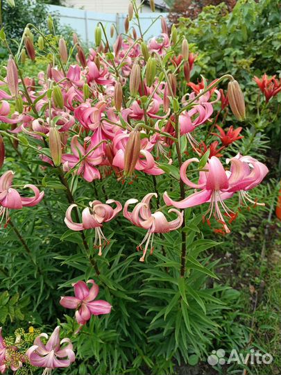 Многолетние цветы