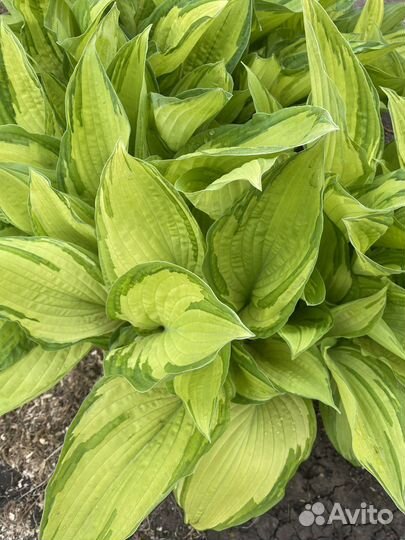 Хоста-деленки