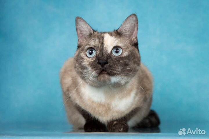 Голубоглазая кошка ищет дом