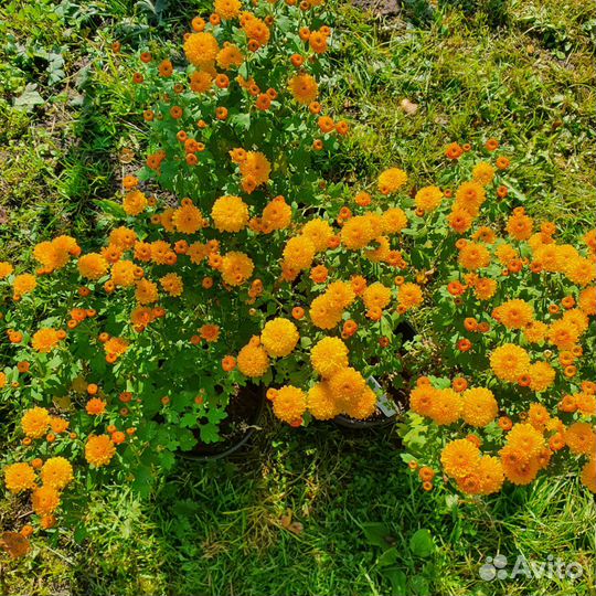 Хризантемы мультифлора