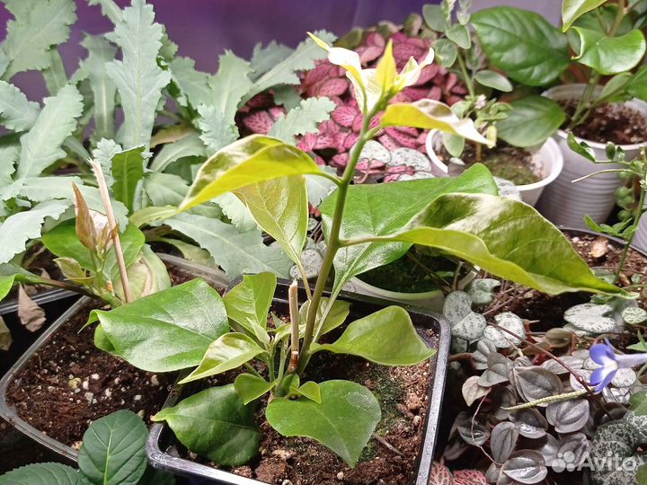 Бугенвиллея розовая