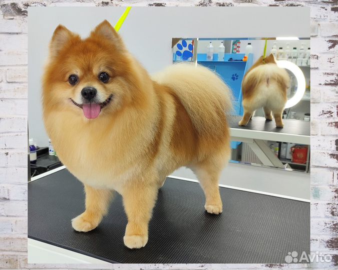 Груминг. Стрижка/тримминг собак и кошек