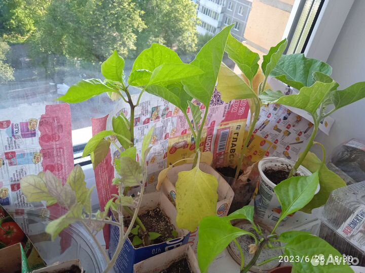 Рассада баклажан