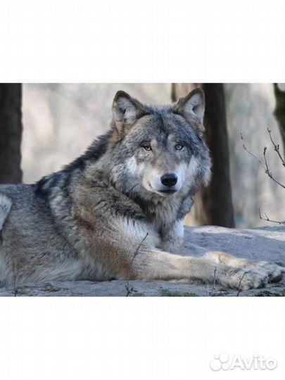 3D пазл «Волк», 500 элементов