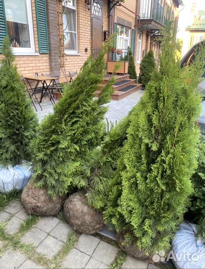 Туи из питомника