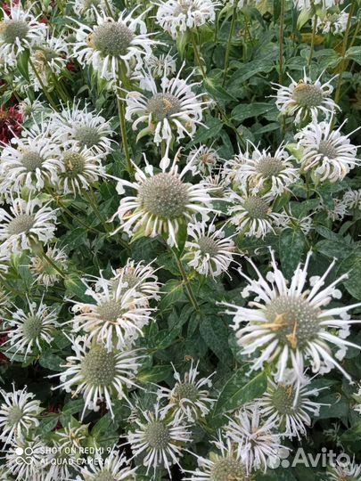 Многолетние растения для сада