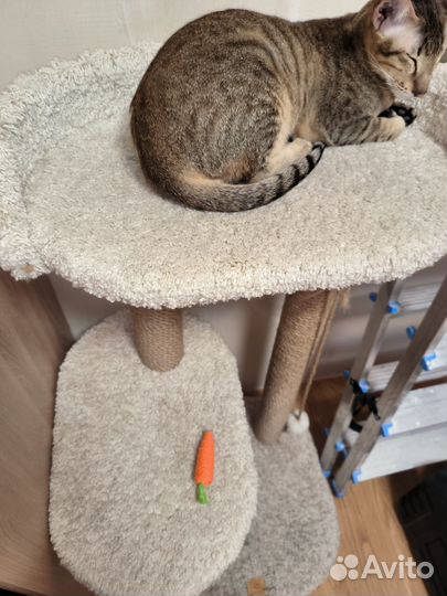 Когтеточка