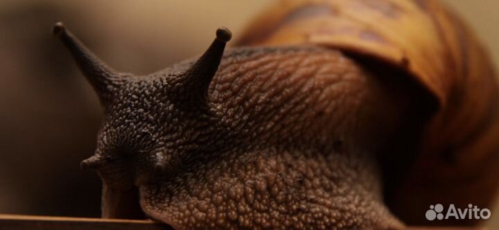 Улитки ахатины