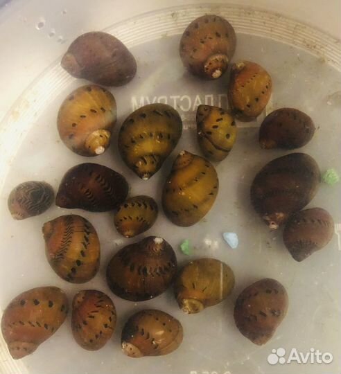 Крабы, креветки, раки, улитки, лягушки