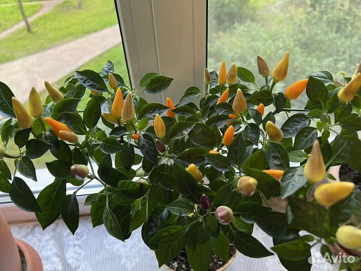 Перец комнатный острый