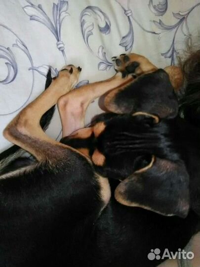 Той-терьер для вязки