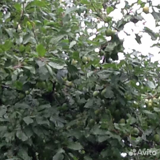 Саженцы сливы столовой