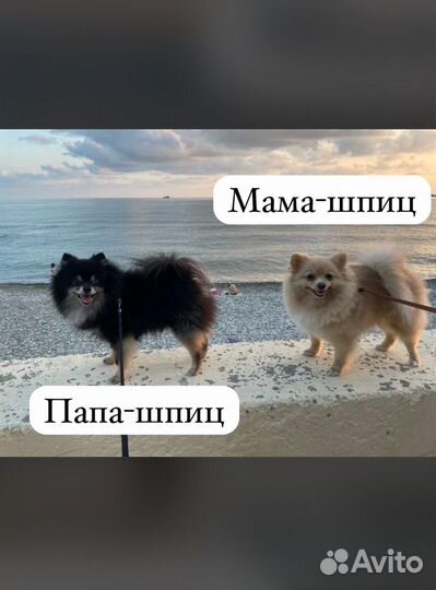 Померанский шпиц