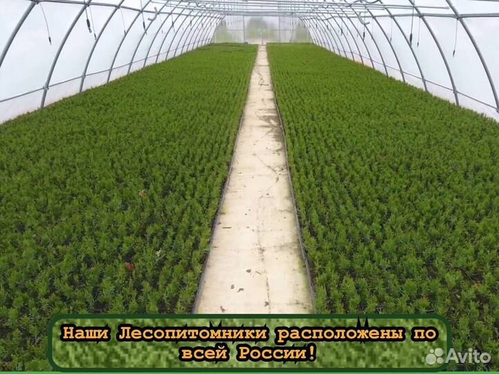 Сеянцы в кассетах зкс ели и сосны