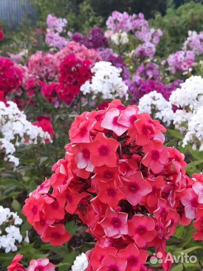 Флоксы сортовые