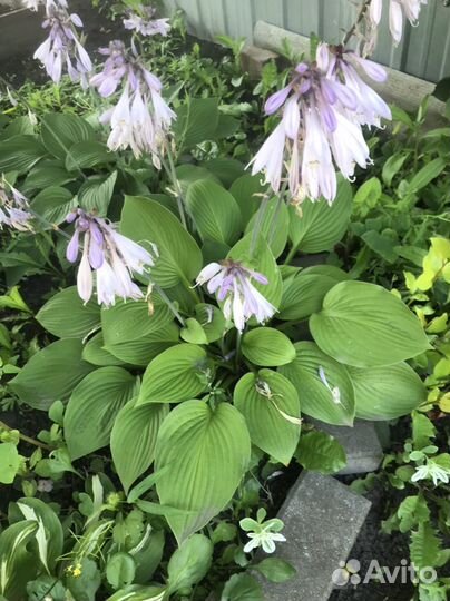 Многолетники