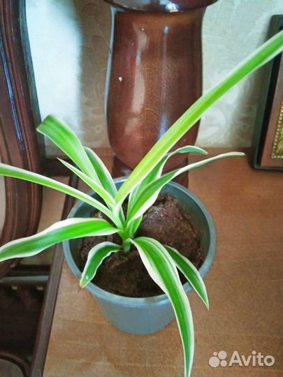 Хлорофитум