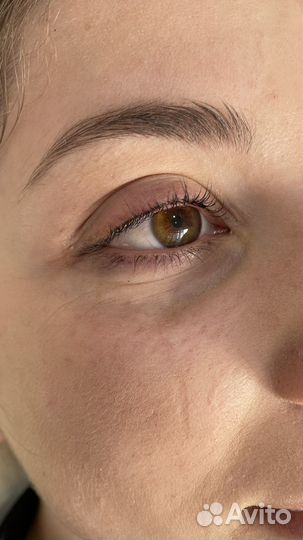 Ламимейкер, Бровист