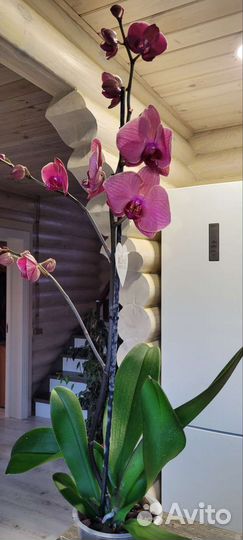 Орхидея фаленопсис