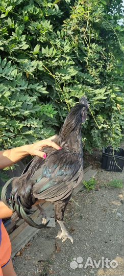 Молодые петушки Ухейилюль, возраст 5 месяцев