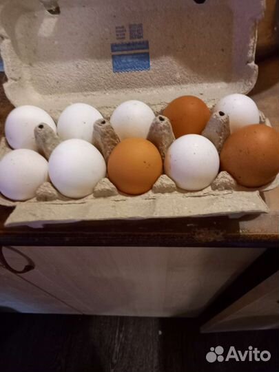 Инкубационное яйцо