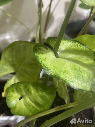 Сингониум и хлорофитум