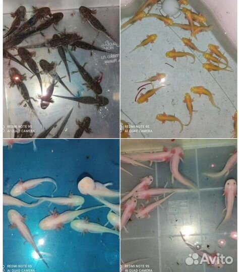Аксолотли в ассортименте
