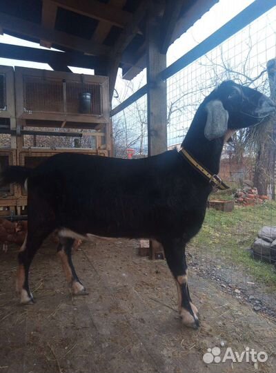 Коза нубийка