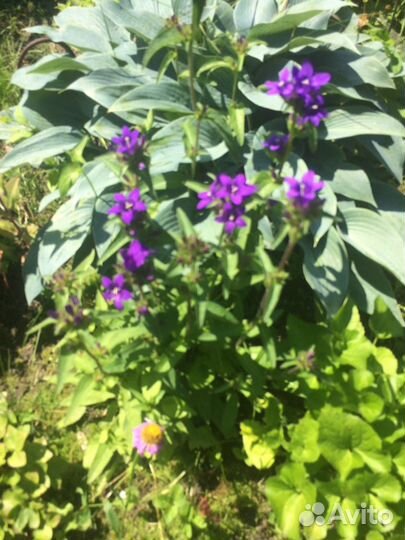 Садовые многолетние цветы