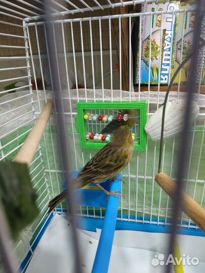 Канарейка- самка