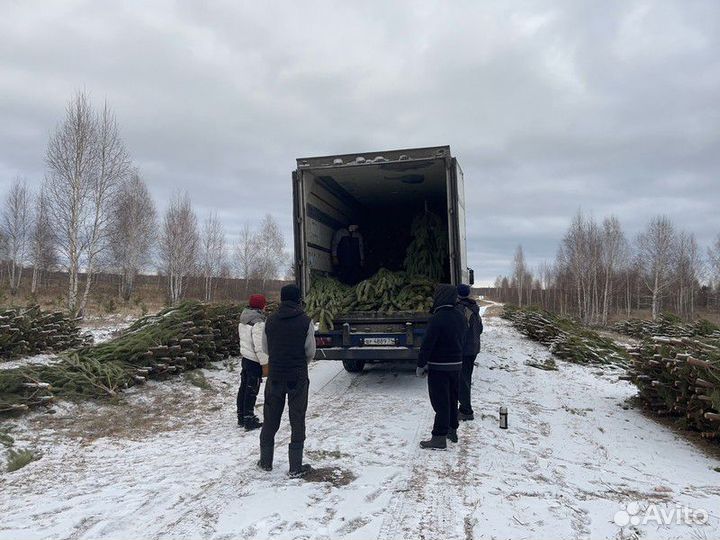 Сосна Оптом