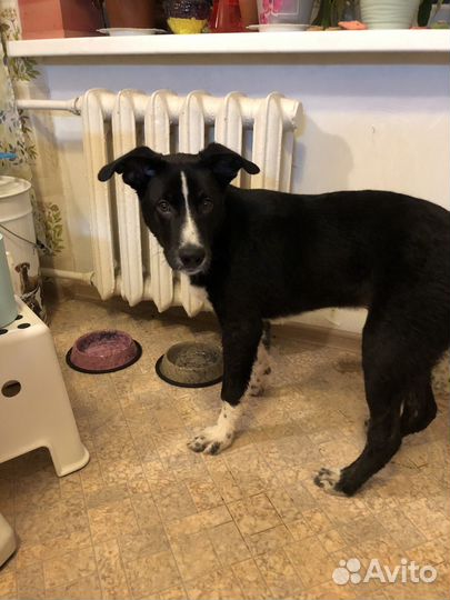 Щенок в добрые руки бесплатно