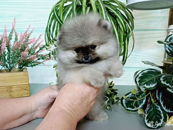 Померанский шпиц девочка