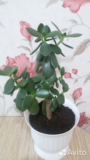 Денежное дерево