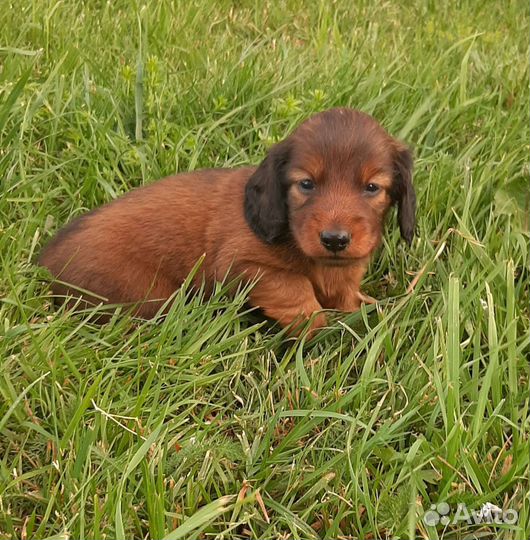 Кроличья длинношерстная такса