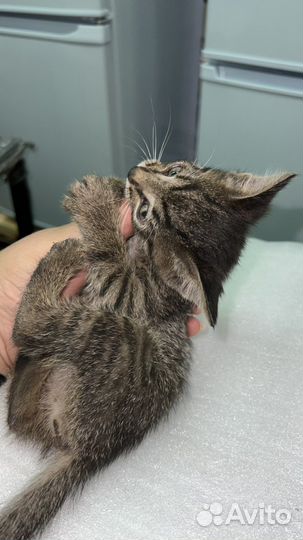 Кошечка в добрые руки