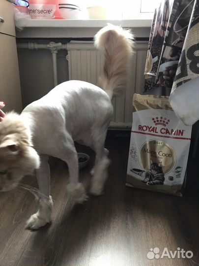 Стрижка, кастрация, наркоз