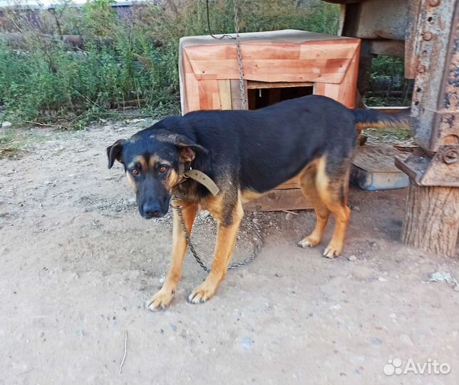 Крупный кобель на цепь