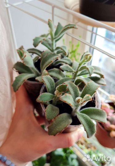 Каланхоэ томентоза суккулент