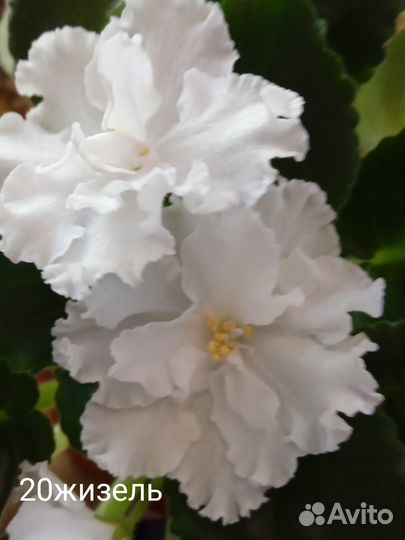 Продам сортовые фиалки