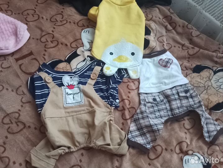 Одежда для собак мелких пород