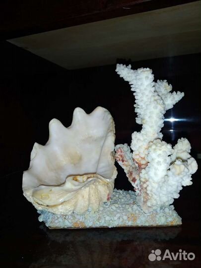 Морские кораллы и раковины